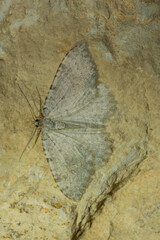 Triphosa sabaudiata