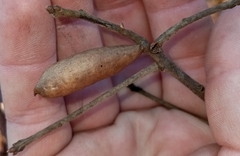 Amphibolips acuminata
