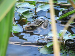 Lithobates