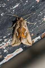 Macdunnoughia confusa