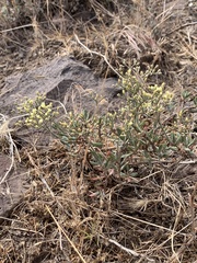 Eriogonum microtheca ambiguum