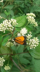Paratype univitta