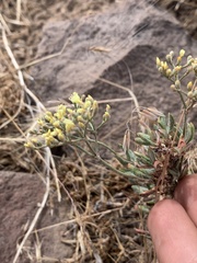 Eriogonum microtheca ambiguum