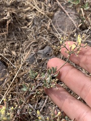 Eriogonum microtheca ambiguum