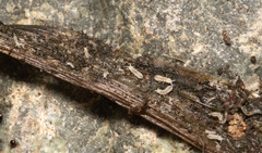 Onychiurinae