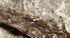 Onychiurinae