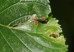 Agromyza aristata