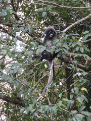 Trachypithecus obscurus
