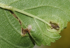Agromyza aristata