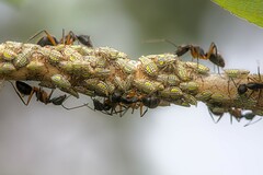 Aetalion reticulatum