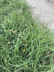 Poaceae
