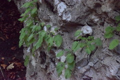 Campanula elatinoides