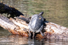 Actinemys marmorata marmorata