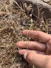 Eriogonum vimineum