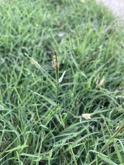 Poaceae