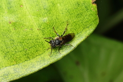 Schwarziana quadripunctata