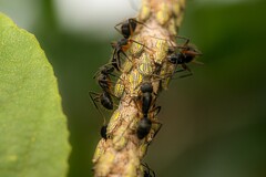 Camponotus renggeri