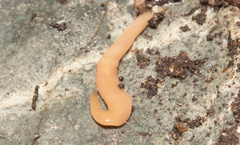 Microplana scharffi