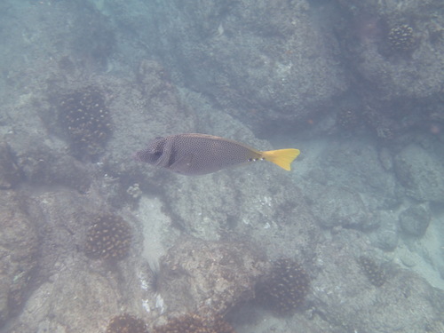 Prionurus laticlavius