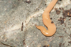 Microplana scharffi