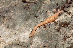 Microplana scharffi