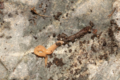 Microplana scharffi