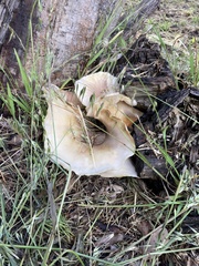 Omphalotus nidiformis