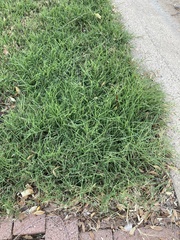 Poaceae