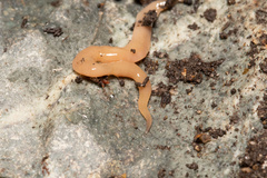 Microplana scharffi