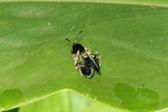 Melittia chimana