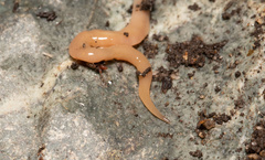 Microplana scharffi