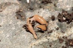 Microplana scharffi