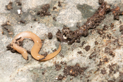 Microplana scharffi