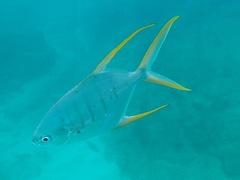 Trachinotus rhodopus