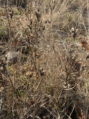 Camassia