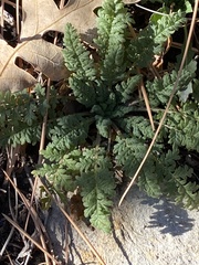 Phacelia alba