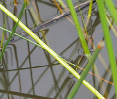 Austroagrion watsoni