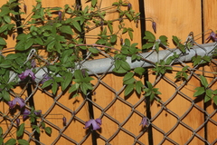 Clematis viticella