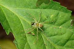 Thaumasia
