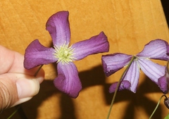 Clematis viticella