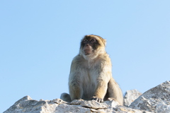 Macaca sylvanus