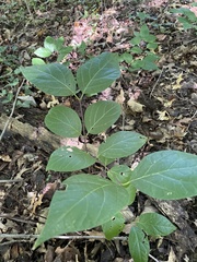 Calycanthus floridus