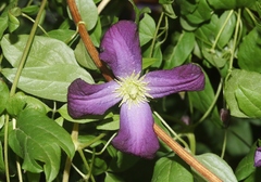Clematis viticella