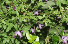 Clematis viticella