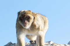 Macaca sylvanus