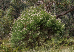 Ozothamnus ferrugineus