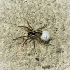 Artoriopsis