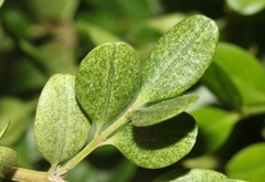 Eurytetranychus buxi