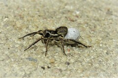 Artoriopsis