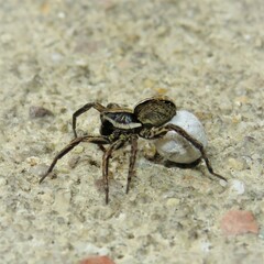 Artoriopsis